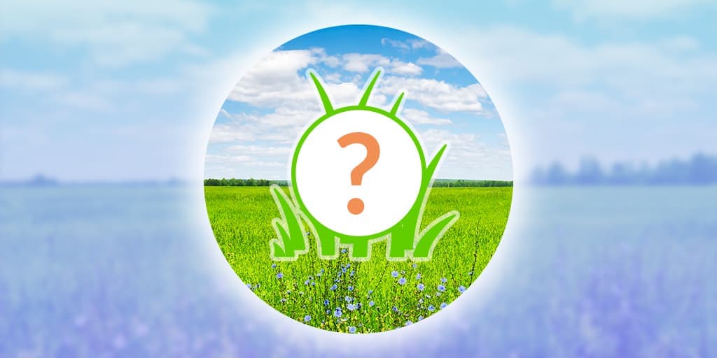 Spheal Spotlight Hour